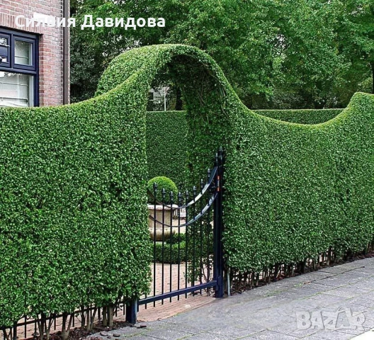 0.70 Лигуструм на корен, снимка 7 - Градински цветя и растения - 51968752