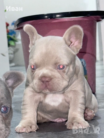 Френски булдог, снимка 6 - Френски булдог - 53140191