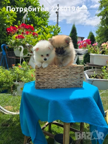 Померан померанчета , снимка 1