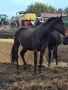 Дунавска кобила с дукоменти
На три години и половина, снимка 3