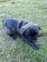 френски булдог , снимка 2