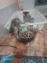 Бенгалски котенца – чистокръвни, снимка 2