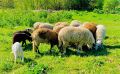 Продавам овце , снимка 1 - Овце - 45202255