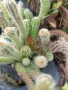 Кактус Echinopsis chamaecereus  , снимка 4
