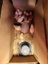 Ломан Браун,Легхорн,Супер Харко-пилета,оплодени яйца, кокошки, снимка 5