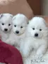 Самоед / Samoyed Свободни Мъжки, снимка 4