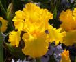 Перуника,ирис - различни цветове високи ароматни, снимка 12