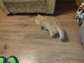 Женско екзотично персийско коте на 4 месеца., снимка 9