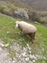 Овца, снимка 3