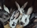 продавам зайци , снимка 2