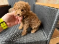 Мини Пудели Актуално от 2.3.2026, снимка 4