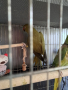 Двойка папагали малък Александър Намаление за месеца!, снимка 4