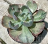 Echeveria ‘Beyoncé Rainbow’, снимка 4
