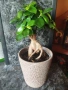 Фикус Женшен , снимка 2