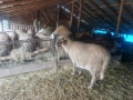 Продавам бременни овце , снимка 9