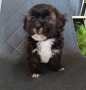 Shih poo/Mini poodle , снимка 2