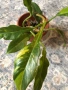 Philodendron Ring of Fire , снимка 1
