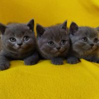 Британски котенца, синьо - сиви !, снимка 5 - Британска късокосместа - 46052407