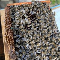 Пчелни майки и отводки, снимка 7 - За пчели - 40875299