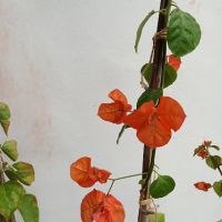 Бугенвилия - оранжева и жълта, снимка 4 - Градински цветя и растения - 42867328