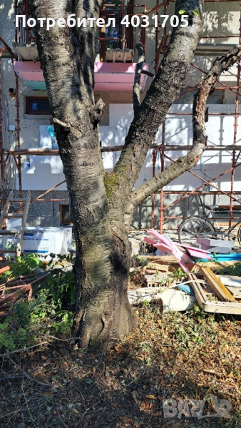 Черешово дърво за материал, снимка 1