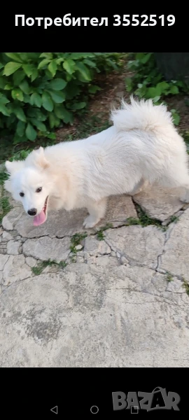 Продавам Немски шпиц момче, снимка 1