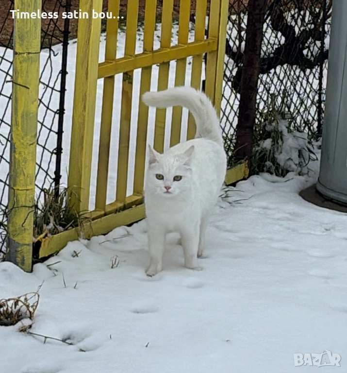 Подарявам женско коте , снимка 1