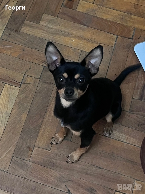 Продавам пинчер чихуахуа, снимка 1