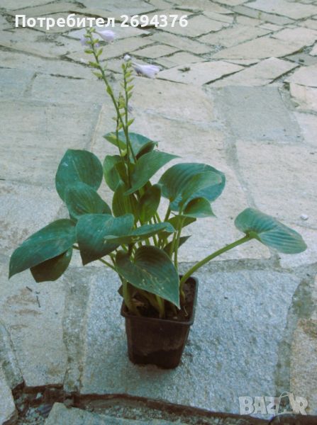 Синя хоста, пасифлора, секуленти и др. цветя, снимка 1
