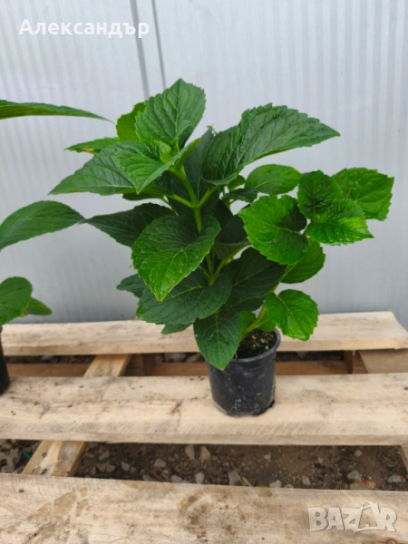 Хортензия за сянка, снимка 1