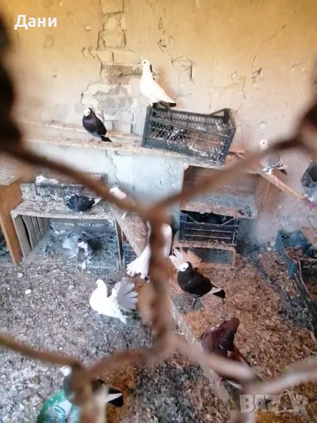декоративни гълъби спешно град Кричим , снимка 1