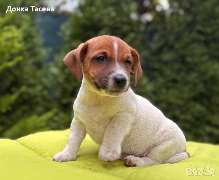 Джак Ръсел Териер, снимка 1