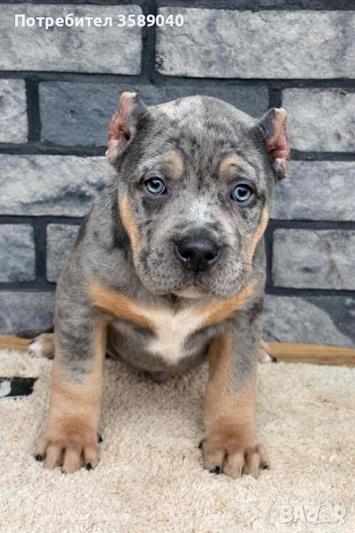 Американско Були ХЛ, снимка 1