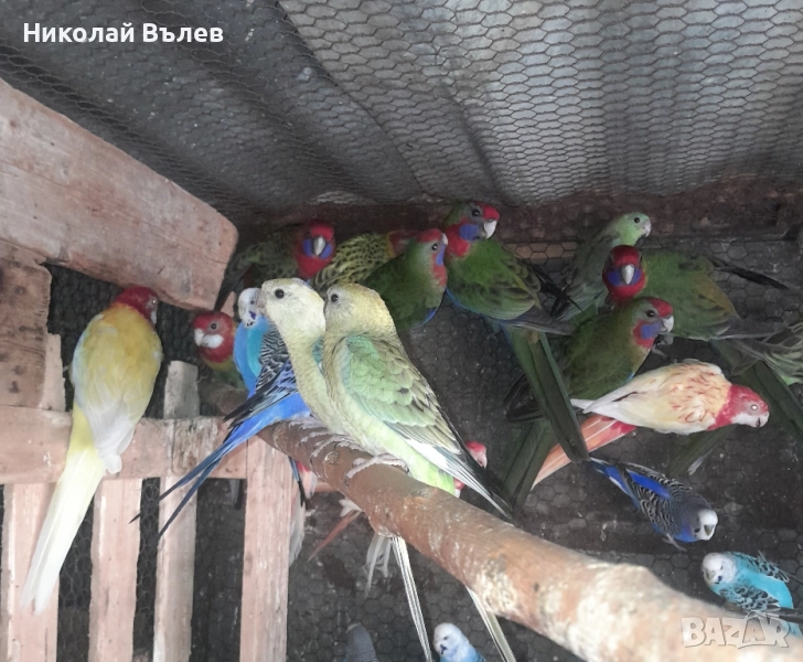 Розели и пенанти , снимка 1