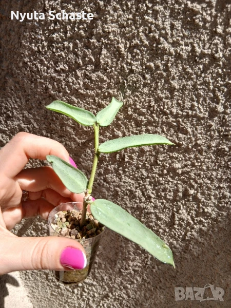 Hoya pandurata Tsiang Silver, снимка 1