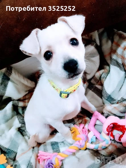 ПРОДАВАМ  БЯЛ  ЖЕНСКИ  СЪРНИСТ ПИНЧЕР  НА  2 М.  , снимка 1