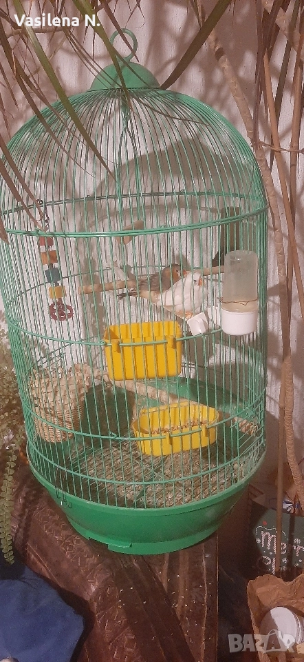 клетка за птички , снимка 1