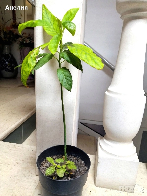 🥑 Авокадо в саксия , снимка 1