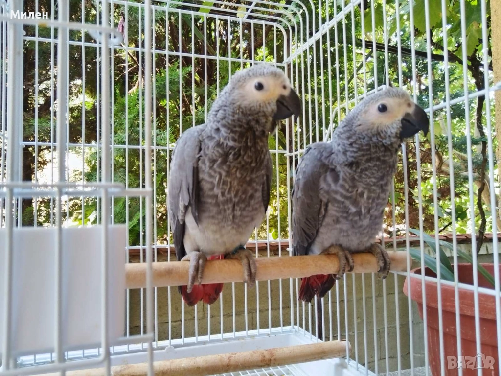 Продавам бебета Кралско Жако , снимка 1