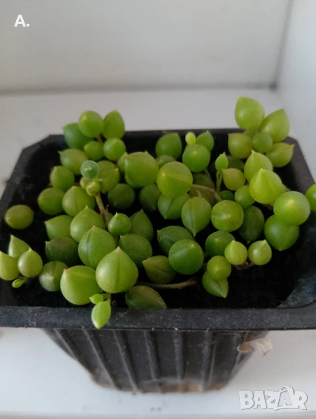 СЕДУМ СЕНЕЦИО , снимка 1