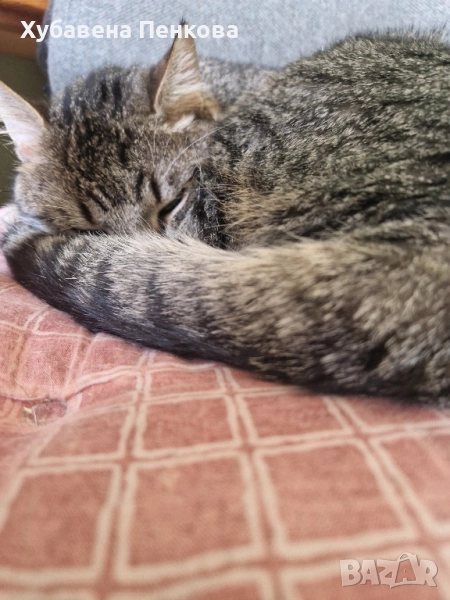 Подарявам мъжки котарак, снимка 1