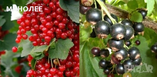 Касис-2 вида - плодно растение с най-много витамини., снимка 1
