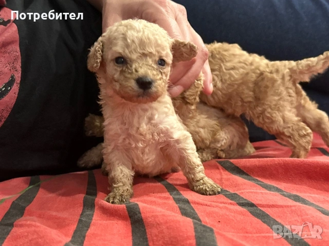 Пудел тойчета за капариране , снимка 2 - Пудели - 53702928