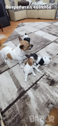 Джак ръсел малък, снимка 5 - Джак ръсел териер - 52874871