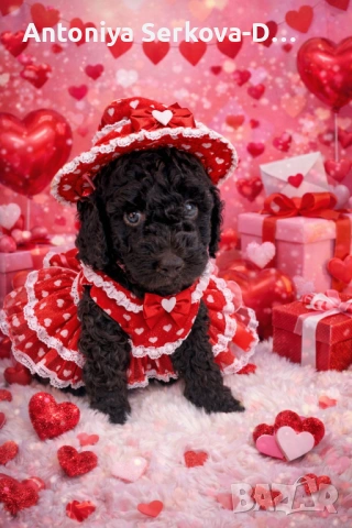 Poodle mini/Пудел мини, снимка 8 - Пудели - 53672823