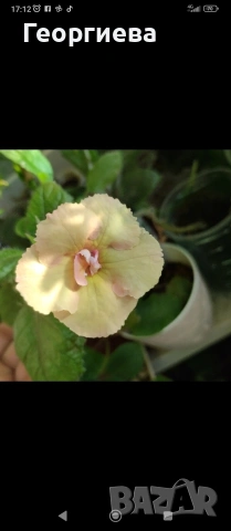 ризоми ахименес , снимка 16 - Градински цветя и растения - 53498563