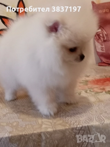 6 мъжки и 1 женско, снимка 8 - Померан - 52996319