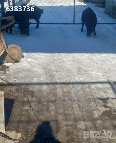 Продавам източна балканска порода, снимка 6 - Прасета - 53351748