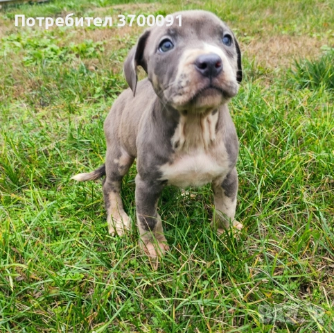 питбул / питбулчета , снимка 3 - Питбул - 52574243