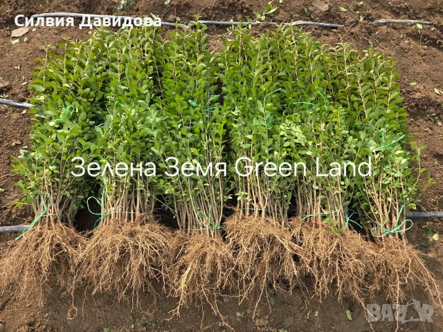 Лигуструм Овалифолиум за жив плет на гол корен, снимка 6 - Градински цветя и растения - 53931658